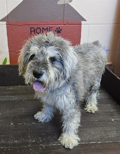Myko, a Schnauzer, available for adoption