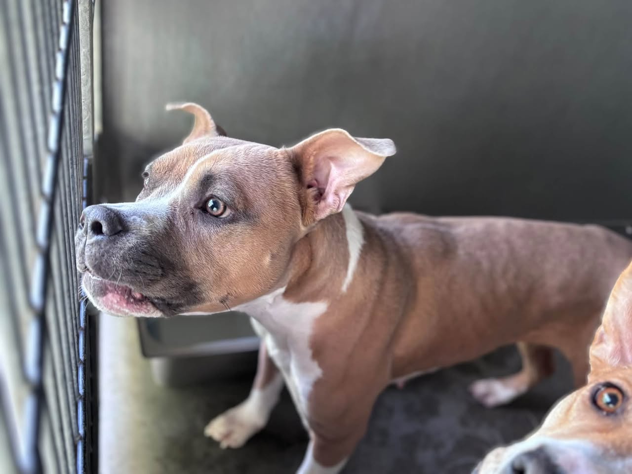 Trixie, a Pit Bull Terrier, available for adoption