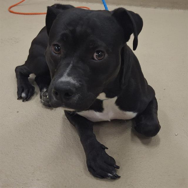 Mindy, a Pit Bull Terrier (mix breed), available for adoption