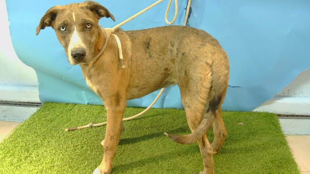 A5806401, a Catahoula Leopard Dog, available for adoption