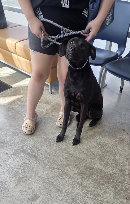 Sindri, a Retriever, available for adoption
