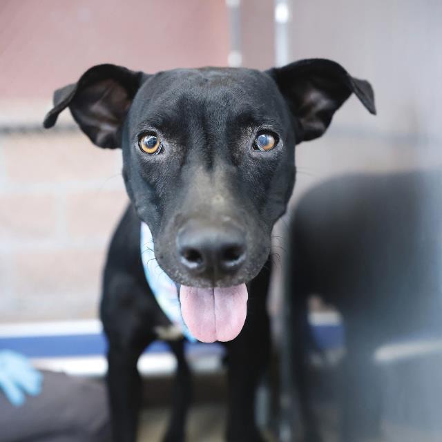 Dallas, a Labrador Retriever (mix breed), available for adoption