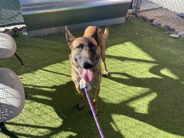 Kite, a Belgian Shepherd Malinois (mix breed), available for adoption