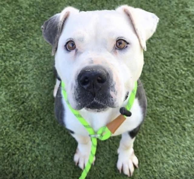 Missy, a Pit Bull Terrier, available for adoption