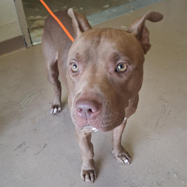 Thumper, a Pit Bull Terrier (mix breed), available for adoption