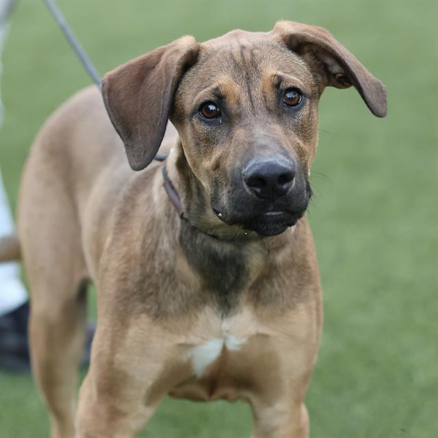 Pumpkin, a Treeing Walker Coonhound, available for adoption