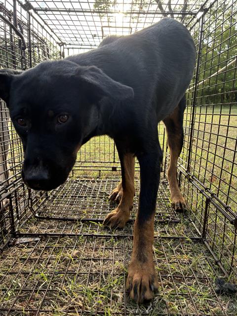 A481958, a Rottweiler (mix breed), available for adoption