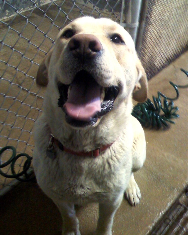 Main Photo of this Dog