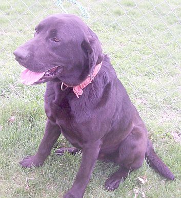 Other Photos of thie Dog