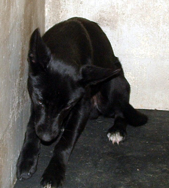 Main Photo of this Dog