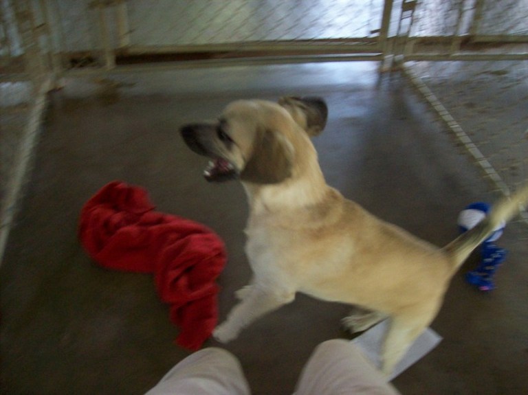 Other Photos of thie Dog