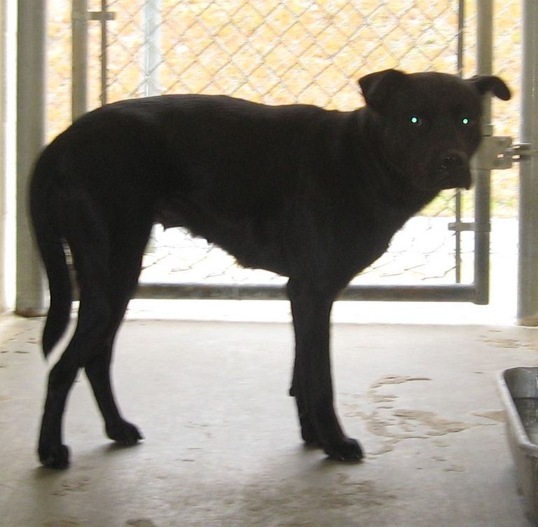 Other Photos of thie Dog