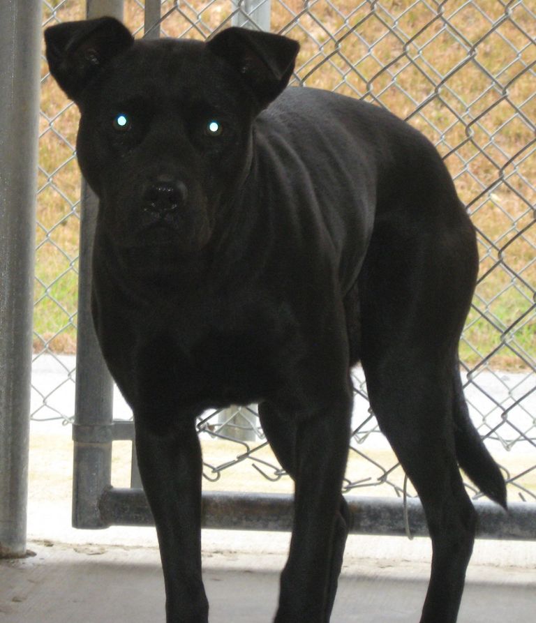 Other Photos of thie Dog