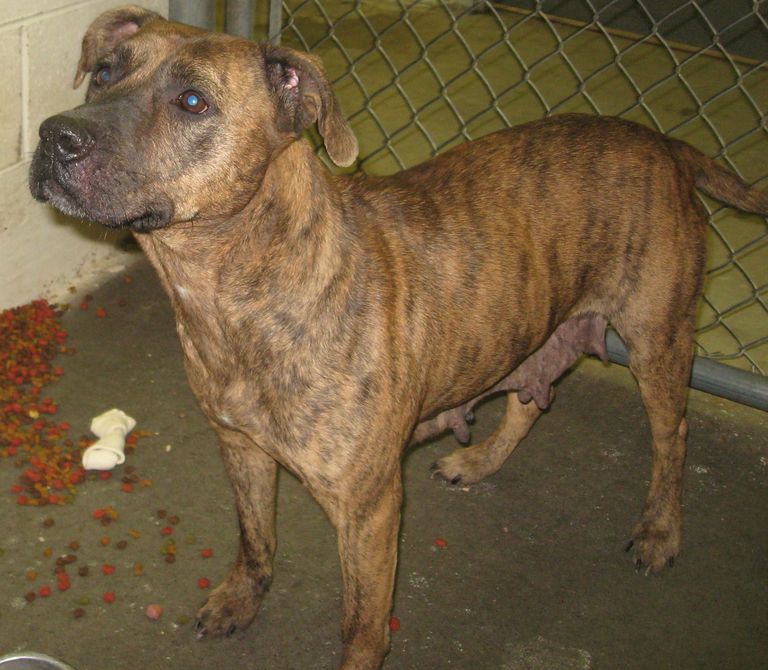 Other Photos of thie Dog