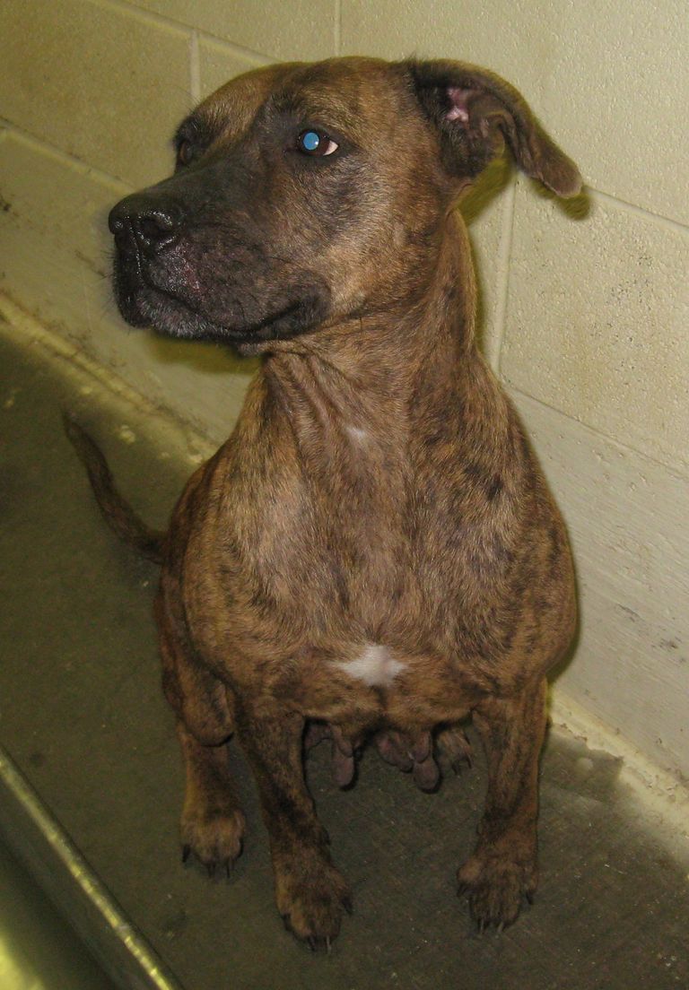 Other Photos of thie Dog