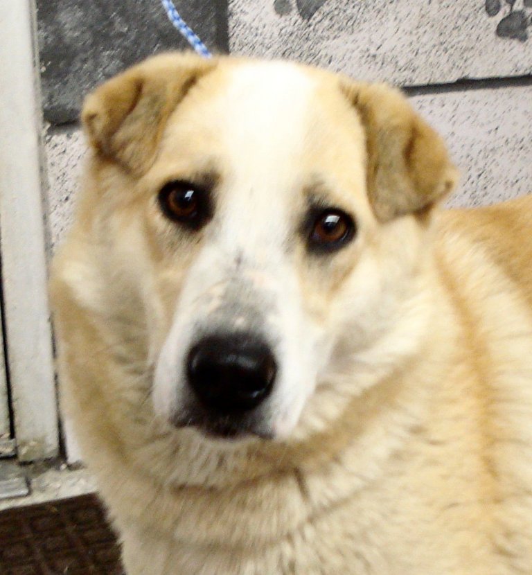 Other Photos of thie Dog