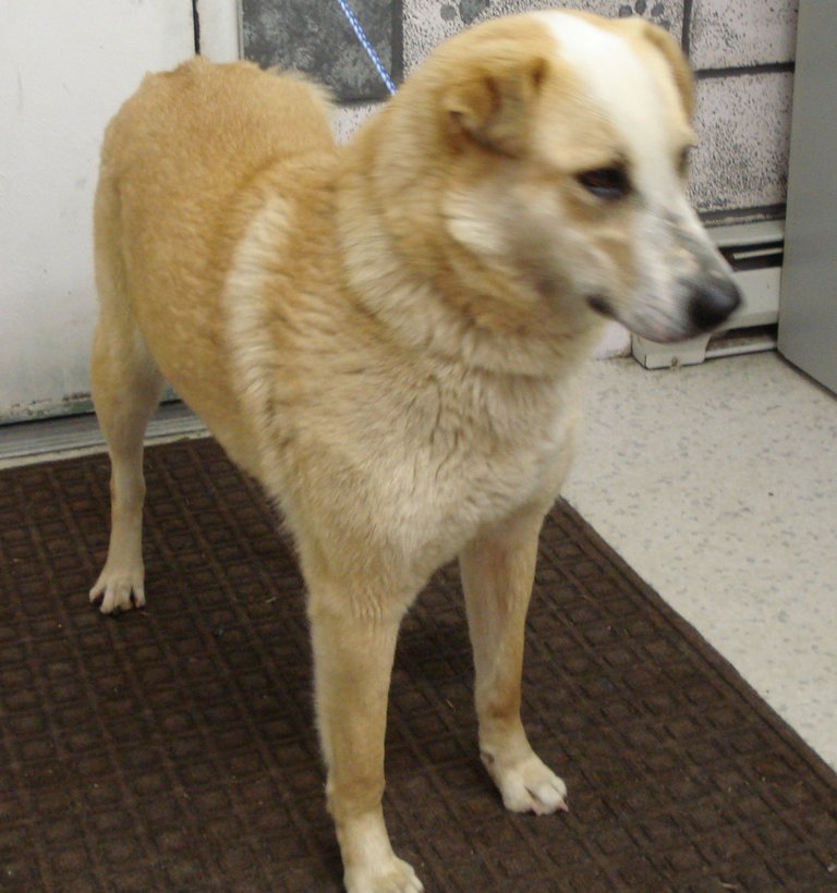 Other Photos of thie Dog