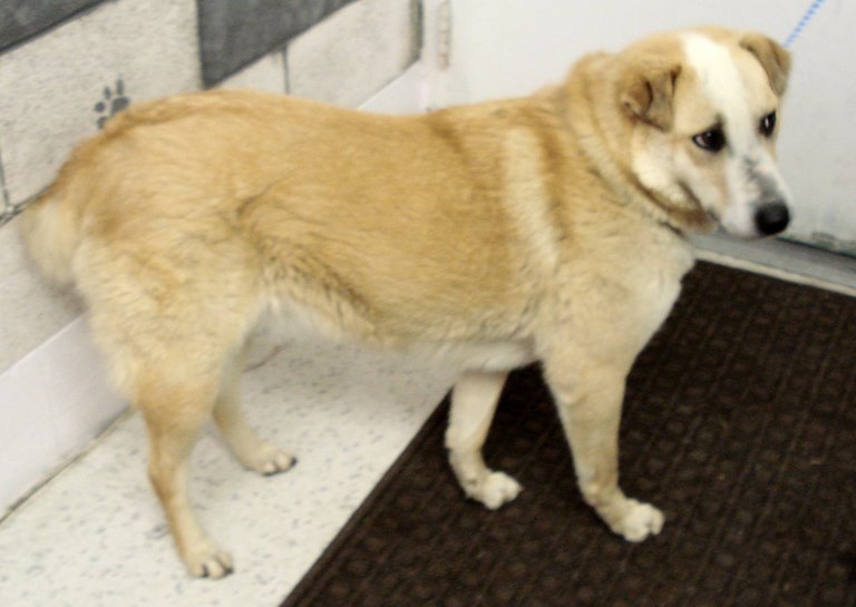 Other Photos of thie Dog