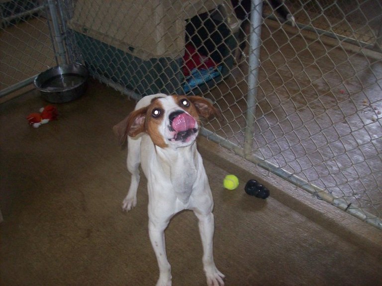 Other Photos of thie Dog