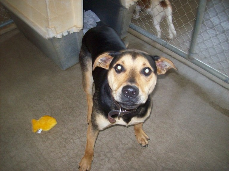 Other Photos of thie Dog