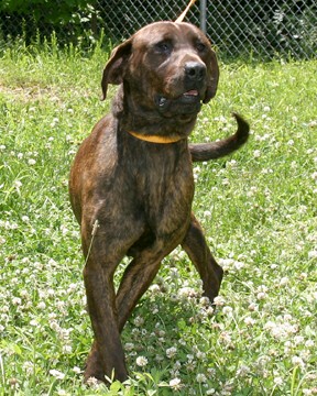 Other Photos of thie Dog