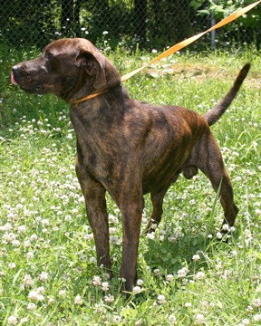 Other Photos of thie Dog