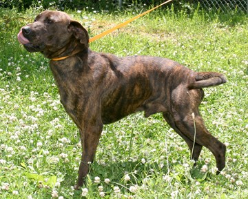 Other Photos of thie Dog
