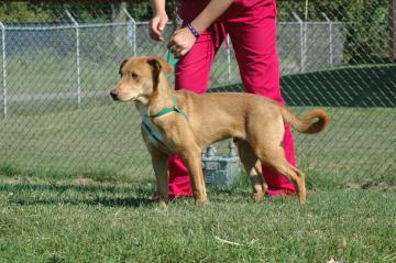 Other Photos of thie Dog