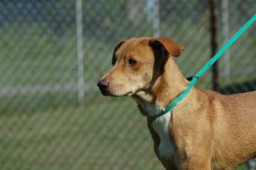 Other Photos of thie Dog