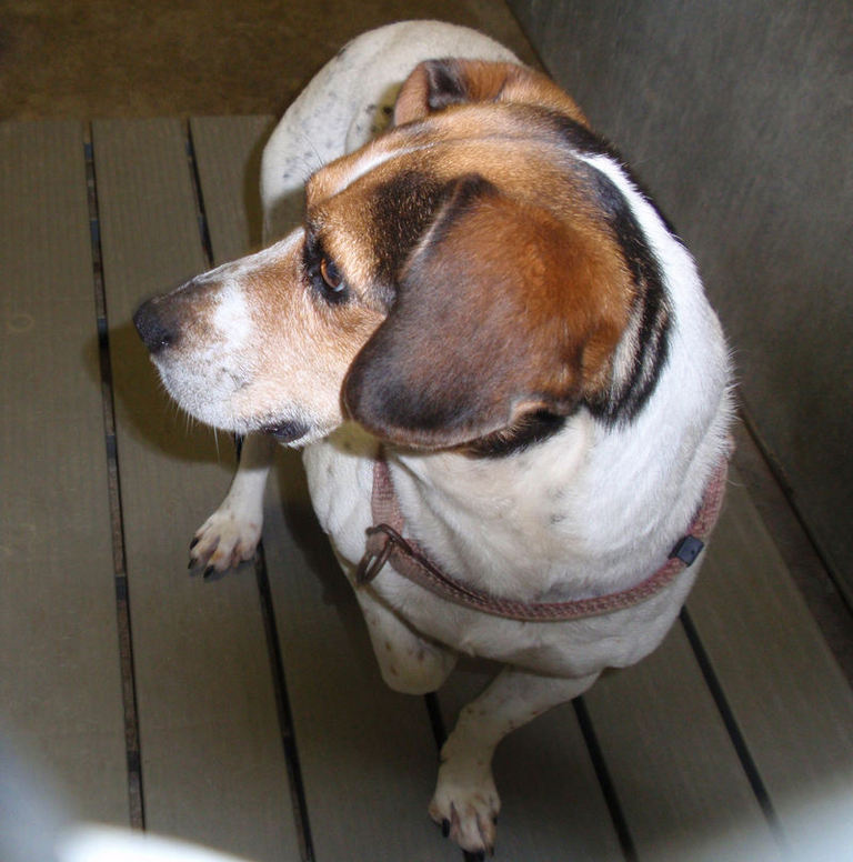 Other Photos of thie Dog