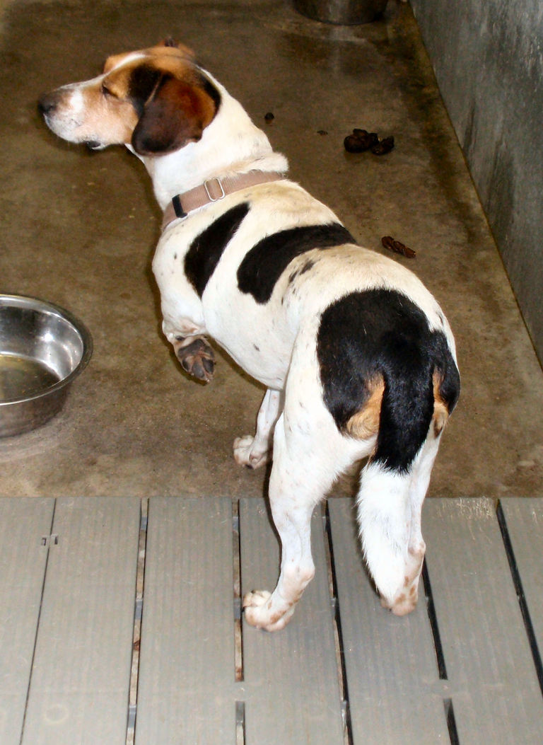Other Photos of thie Dog