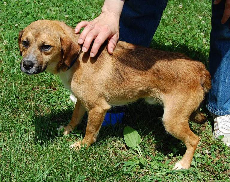 Other Photos of thie Dog