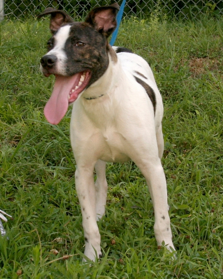 Other Photos of thie Dog