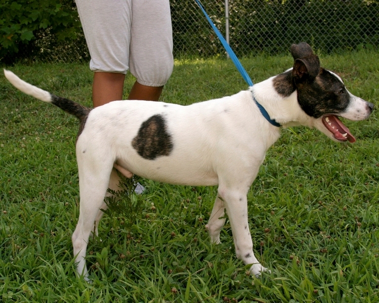 Other Photos of thie Dog