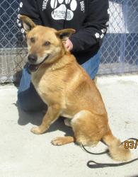 Main Photo of this Dog