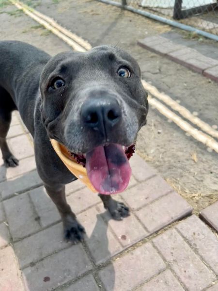 Main Photo of this Dog