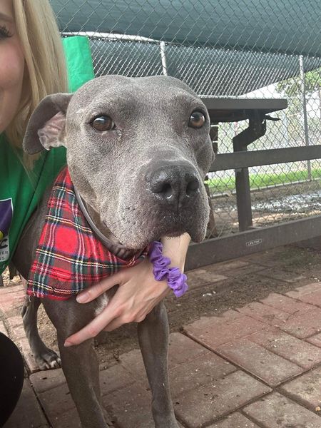 Main Photo of this Dog