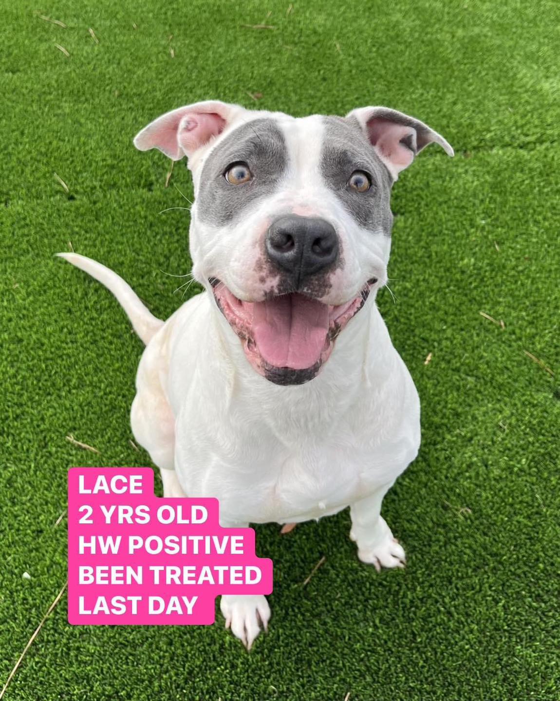 Main Photo of this Dog