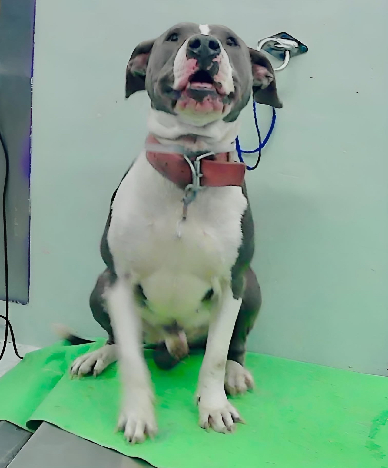 Main Photo of this Dog