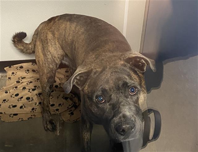 Main Photo of this Dog