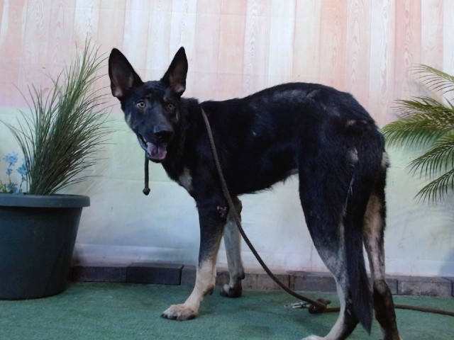 Other Photos of thie Dog