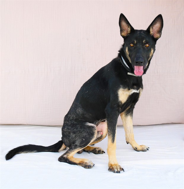 Other Photos of thie Dog