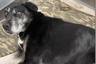 Other Photos of thie Dog