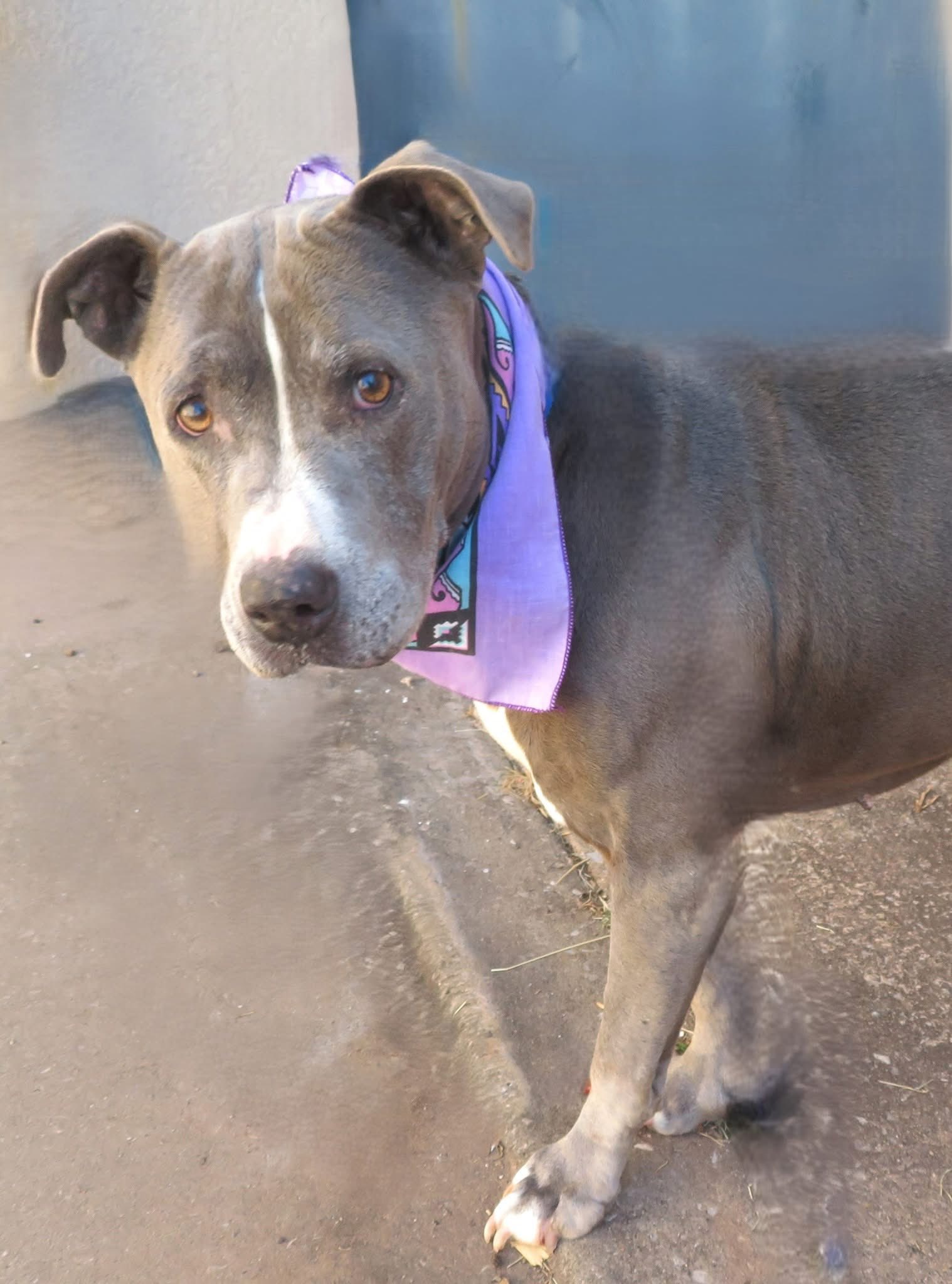 Adoptable pet photo