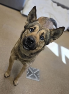 Montana, a Shepherd (mix breed), available for adoption