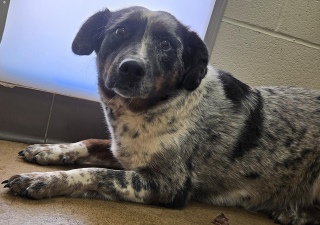 Clover, a Australian Shepherd (mix breed), available for adoption