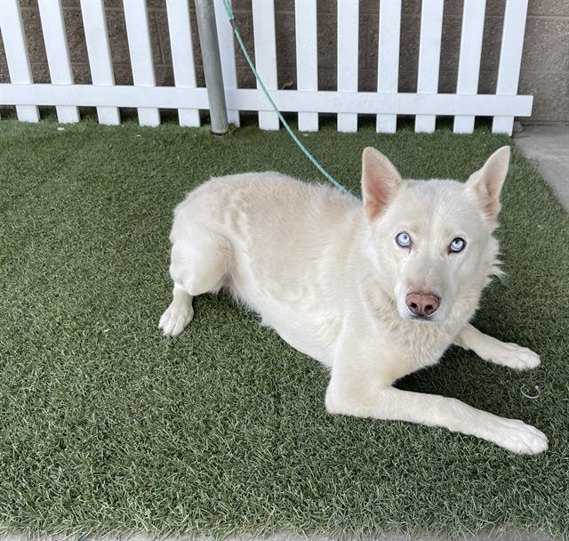 Other Photos of thie Dog