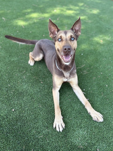 Dodger, a Doberman Pinscher, available for adoption