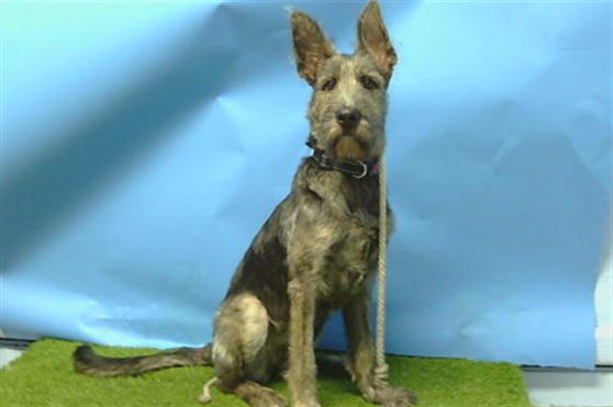 Nova, a German Shepherd, available for adoption