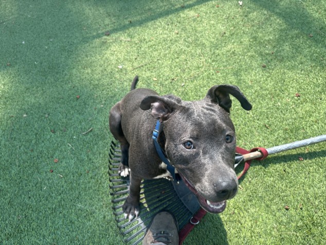Maggie, a Pit Bull Terrier, available for adoption